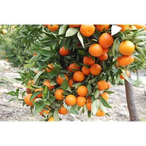 Clémentine dans les phytocellules