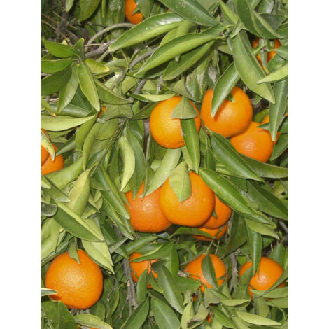 Clémentinier - Citrus clementina Pot de 4L/5L