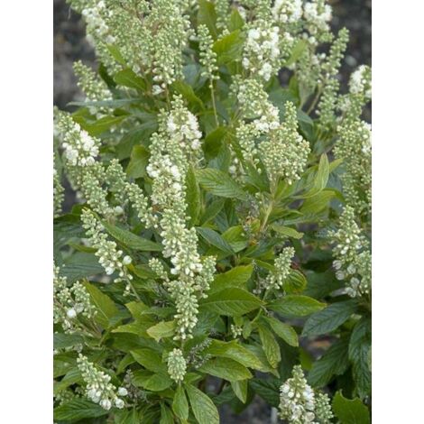 Clethre à feuilles d'aulne 'Anne Bidwell' Pot de 2L/3L