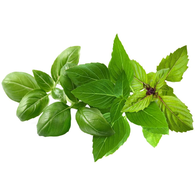 Click And Grow Smart Garden Lot De 9 Capsules De Basilic Pour Plantes Ppmbvx9