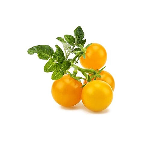CLICK & GROW SGR57X3 3 PIÈCE(S) TOMATE CERISE KIT DE DÉMARRAGE CLICK AND GROW