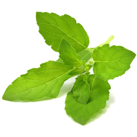 CLICK & GROW SGR66X3 3 PIÈCE(S) BASILIC REMPLIR CLICK AND GROW