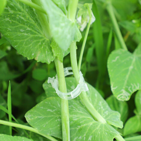 Clips de support pour plantes vertes et arbres fruitiers, tuteurs pour plantes grimpantes, supports suspendus pour plantes fruitières et potagères