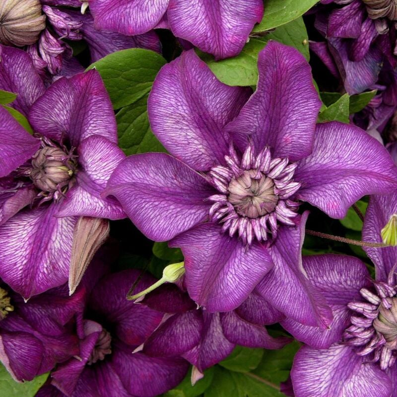 Clématite florida Cassis™ 'Evipo020'/Pot de 1,5L - Violette