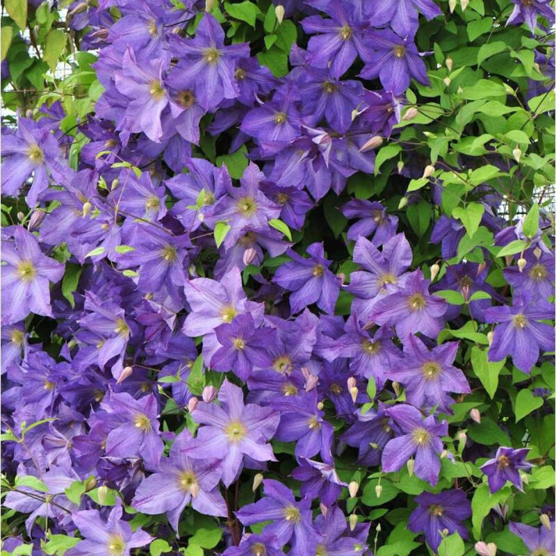 Clematite.net - Clématite viticella Solina/Pot de 1,5L - Bleue