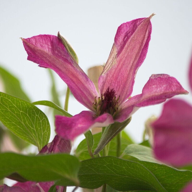 Clématite viticella Wonderful® 'Zo09073'/Pot de 2L