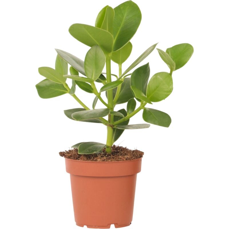 Plant In A Box - Pommier baumier - Clusia rosea 'Princess' - Hauteur 25-35cm - ⌀12cm