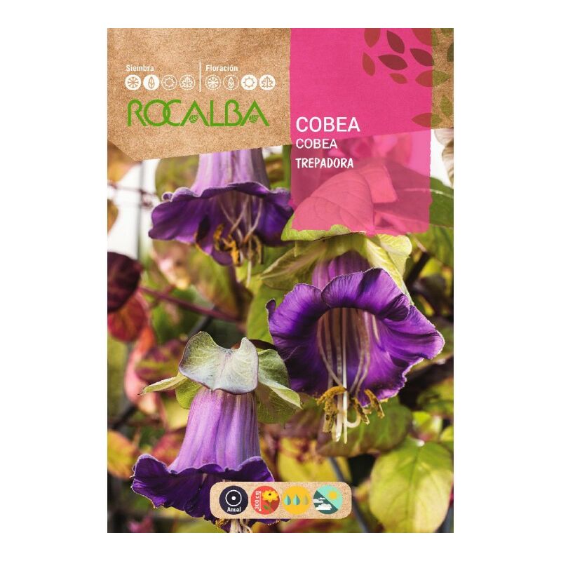 

Cobea Scandens Trepadora Azul Violeta - Sobre De Semillas 1G