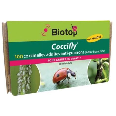 100 coccinelles adultes adalia