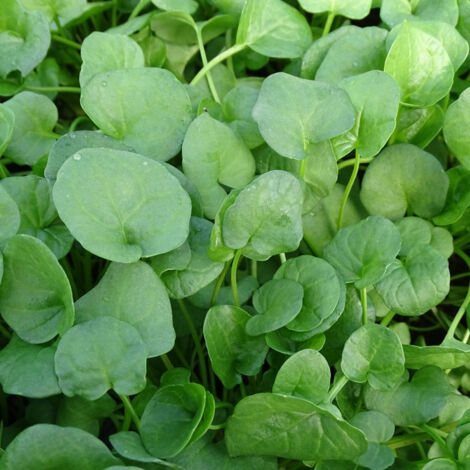 Cochléaire officinale - Sans traitement/Lot de 3 godets