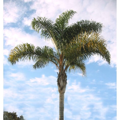 VIVAIO GARDEN FOREST Cocos Plumosa pot 35cm H 250 cm