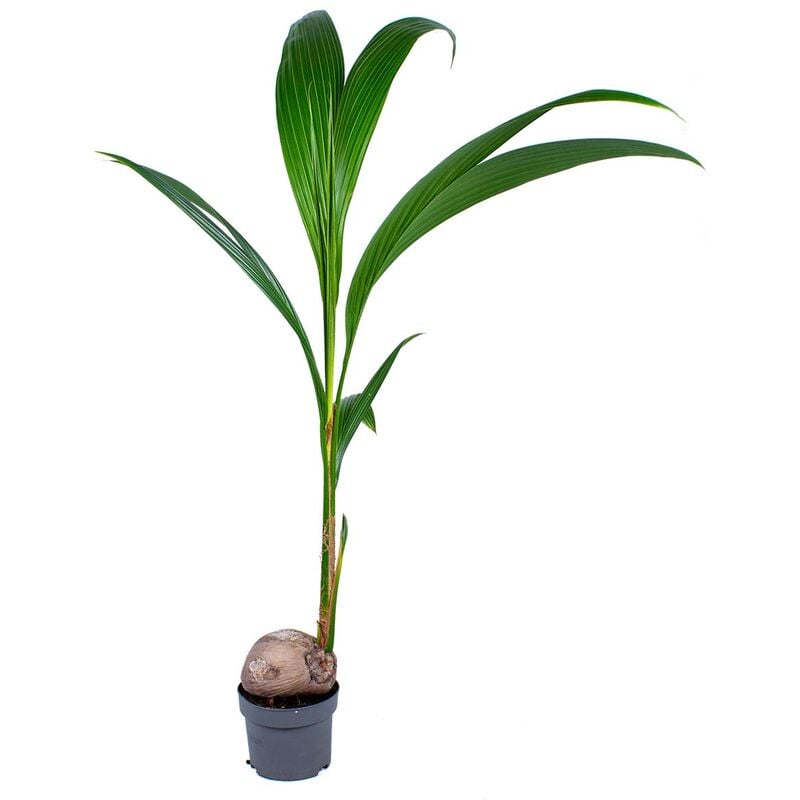 Cocotier Cocos 'Nucifera' pour stuc - Kamerplant en kwekerspot ⌀19 cm - 20120-130 cm - Green