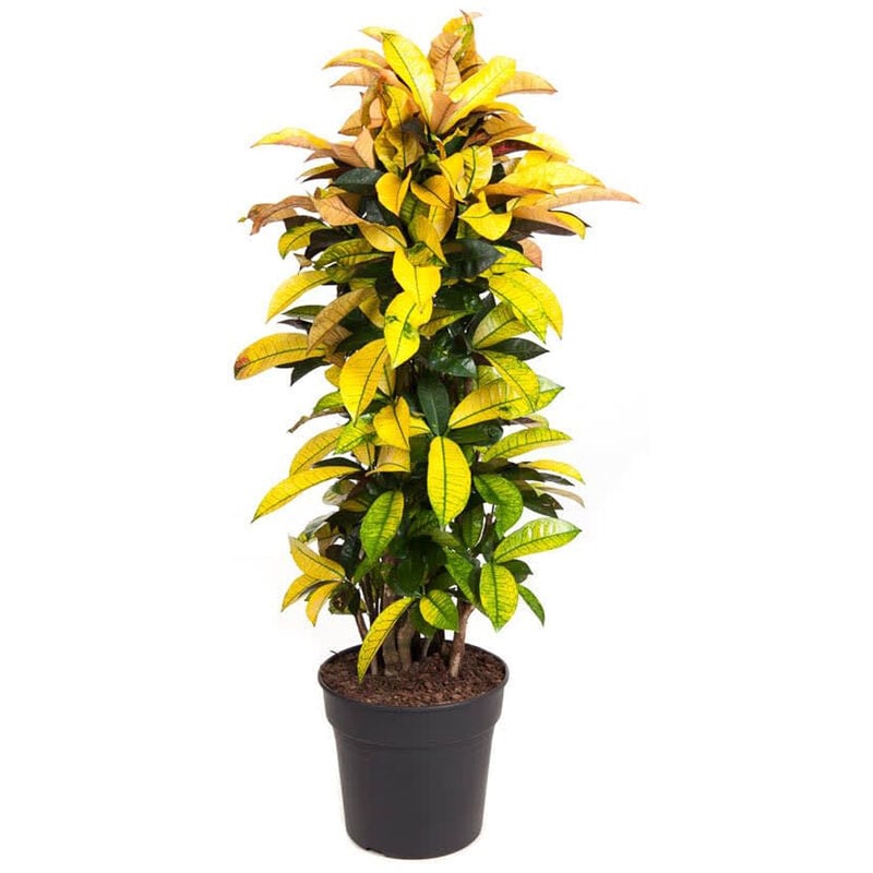 Plant In A Box - Codiaeum variegatum 'Mrs. Iceton' - Crotone - Pot 31cm - Hauteur 140-150cm - Vert