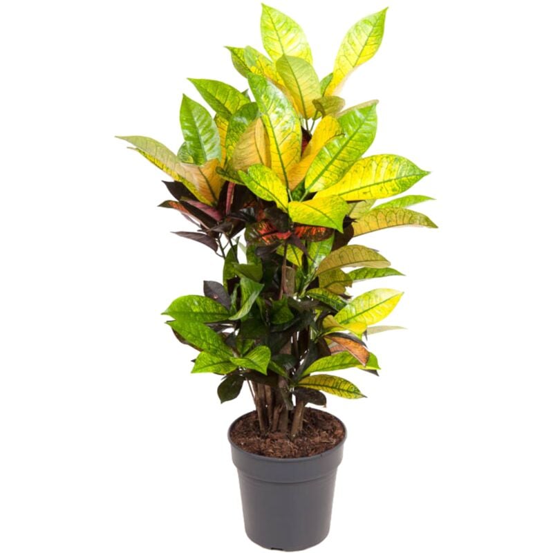 Plant In A Box - Codiaeum variegatum 'Mrs. Iceton' - Pot 19cm - Hauteur 60-70cm - Vert