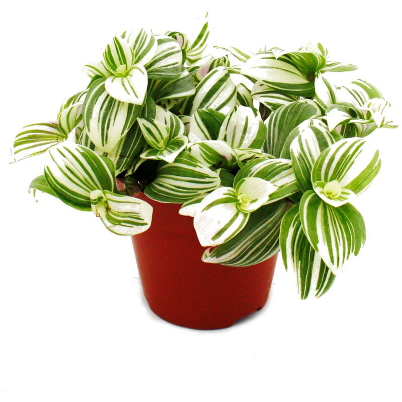 Exotenherz - Cœur exotique - Fleur de trois maîtres - Tradescantia zebrina Brightness - plante d'intérieur suspendue facile à entretenir - pot de 12m