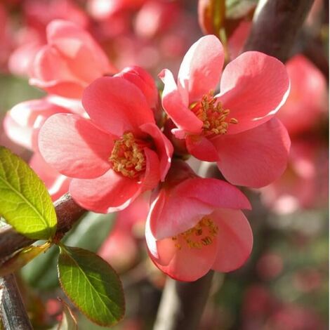 PÉPINIÈRES NAUDET Cognassier du Japon (Chaenomeles Japonica)