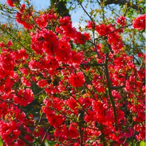 PÉPINIÈRES NAUDET Cognassier du Japon (Chaenomeles Japonica)