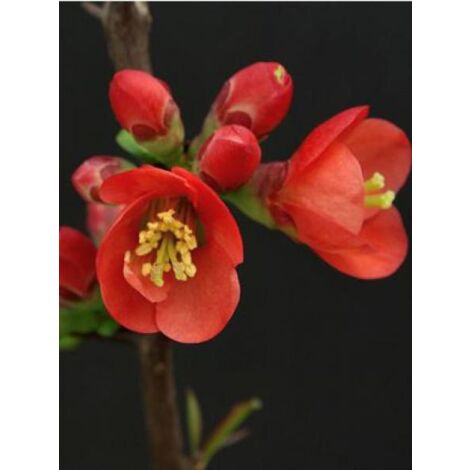 Cognassier du Japon 'Fire Dance' Godet de 8/9 cm