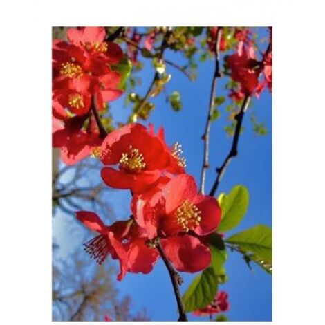 Cognassier du Japon 'Friesdorfer' Pot de 3L/4L