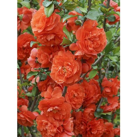 Cognassier du Japon 'Orange Storm' Pot de 7,5L/10L