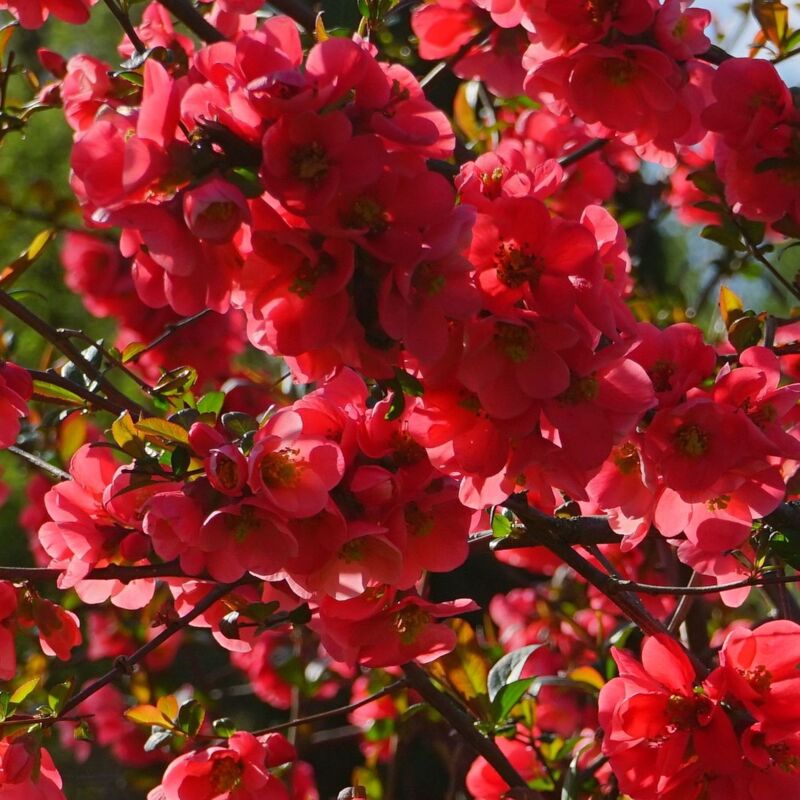 Cognassier du Japon speciosa Rubra Grandiflora/Pot de 3L - Rouge
