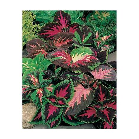 COLEUS ARC EN CIEL - 0.05 G - graine de fleur