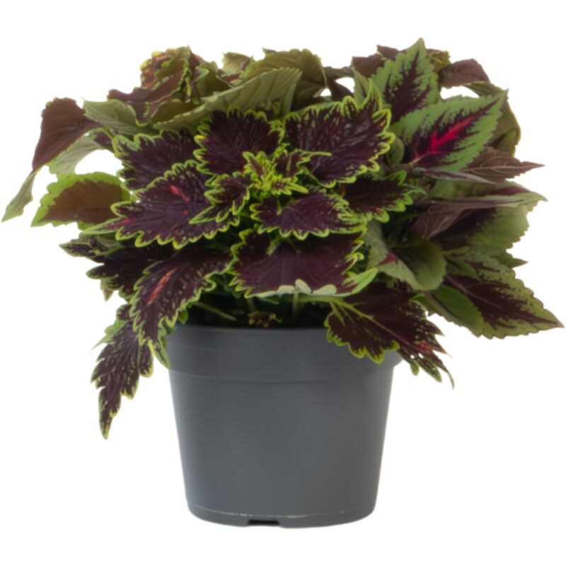 Plant In A Box - Coleus - Coleus scutellarioides - Hauteur 25-35cm - ⌀17cm