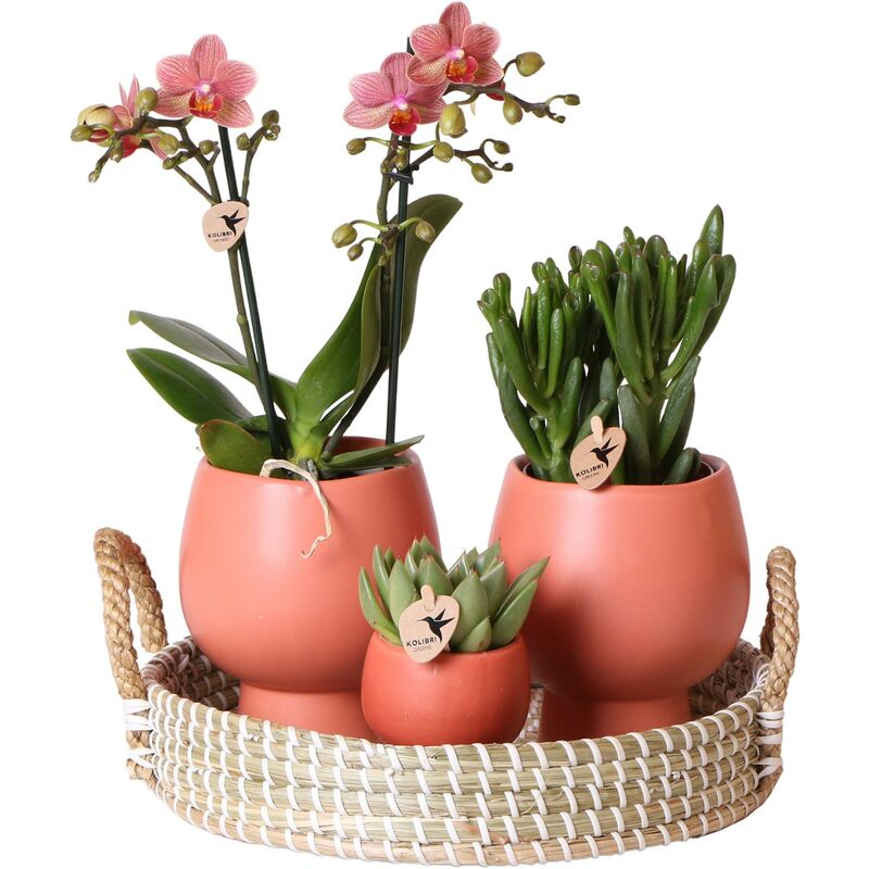 Kolibri Orchids - Colibri - Ensemble de plantes Scandic Terracotta - Ensemble de plantes vertes avec orchidée Phalaenopsis orange