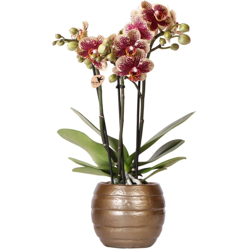Kolibri Orchids - Colibri Orchidées - Orchidée Phalaenopsis jaune rouge - Espagne - taille de pot 9cm - plante d'intérieur à fleurs - frais de