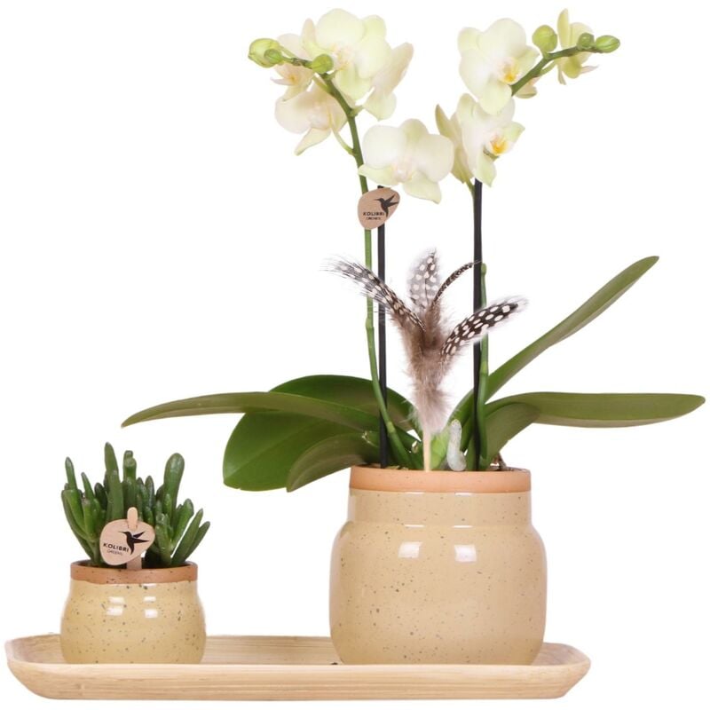 Kolibri Orchids - Colibri Orchidées - Set de plantes vertes avec orchidée Phalaenopsis jaune dans des pots décoratifs vintage et plateau en bambou