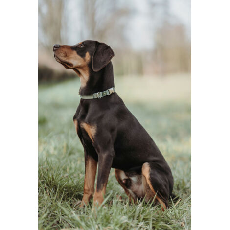 Collare per Cani Hunter Verde 40-55 cm L