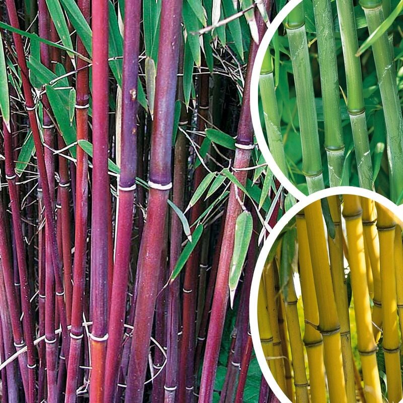 Collection de 3 Bambous traçants : vert, jaune, rouge - Multicolore