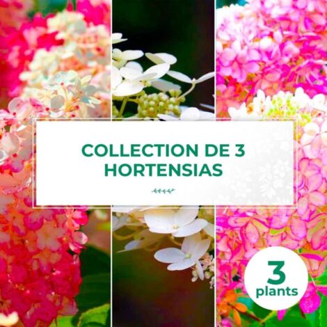 Collection 3 Hortensias (Hydrangea Paniculata) - Godet - Taille 10/15cm