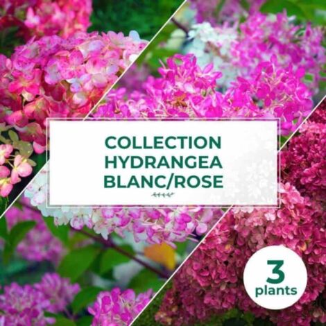 Collection 3 Hydrangea blanc/rose