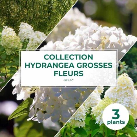 Collection 3 Hydrangea grosses fleurs