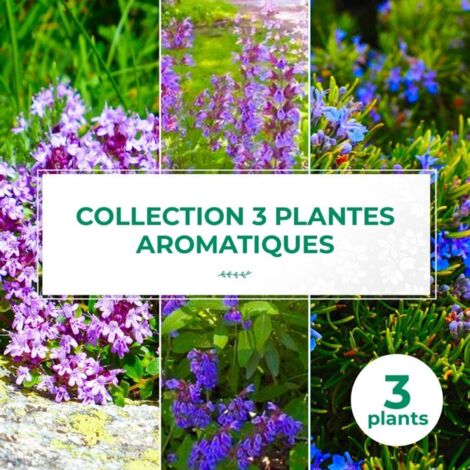 Collection 3 Plantes Aromatiques
