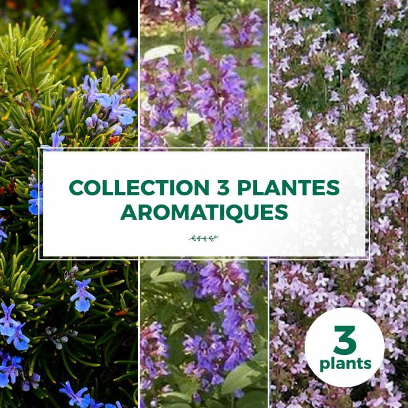 Pepinières Naudet - Collection 3 Plantes Aromatiques - Godet - Taille 20/40cm