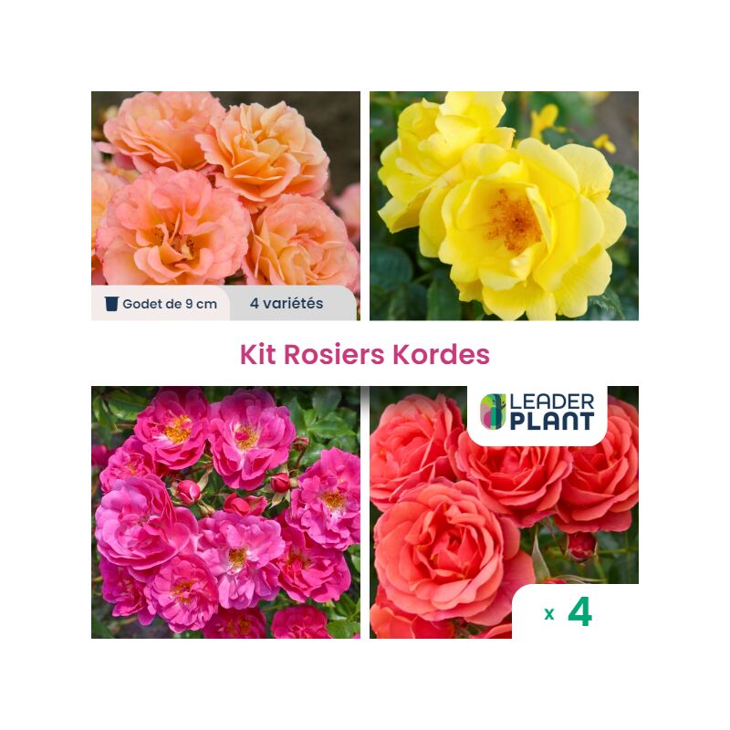 Collection 4 Rosiers Kordes - lot de 4 godets