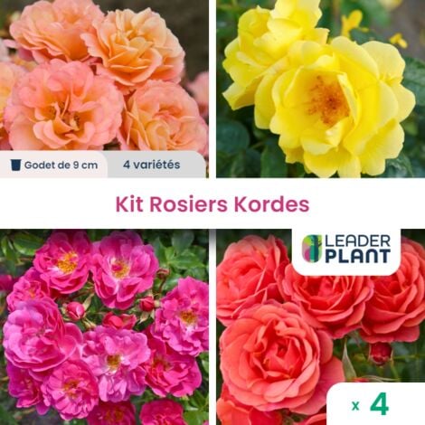 Collection 4 Rosiers Kordes en godet