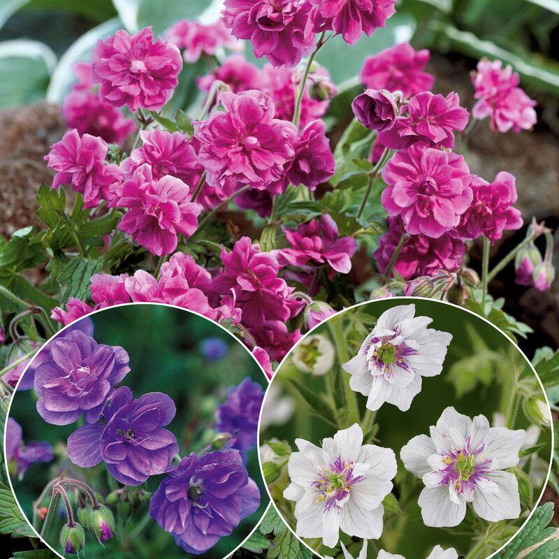 Collection de 6 Géraniums vivaces à fleurs doubles - Multicolore