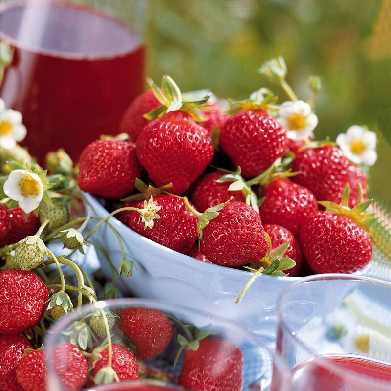 Collection 6 mois de 60 fraises : Savoureuse de Willemse, Mara des Bois, Gariguette - Rouge