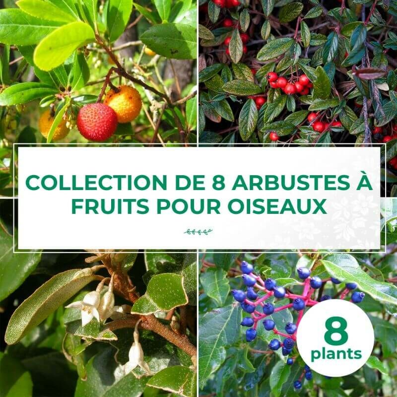 Collection 8 Arbustes à Fruits pour Oiseaux - Godet - Taille 20/40cm