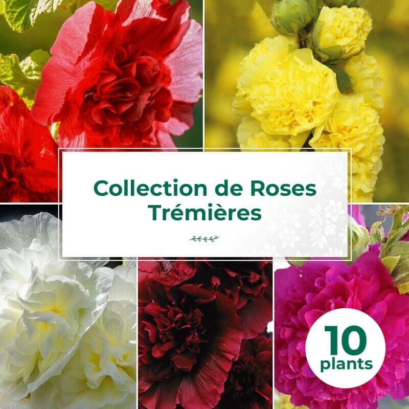 Collection de 10 Roses Trémières -