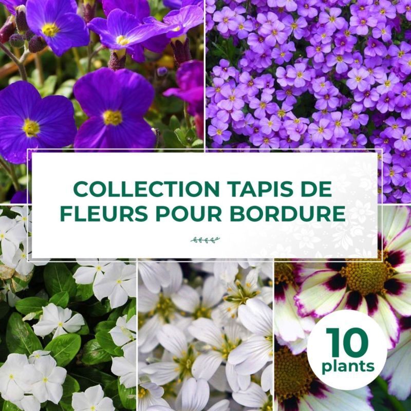 Pépinières Naudet – Lot de 10 vivaces tapis de fleurs pour bordure – Exposition ensoleillée – Période de plantation toute l'année hors gelées