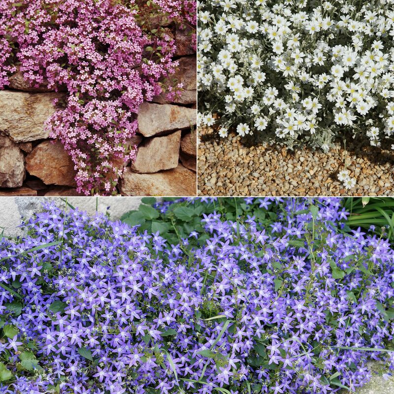 Collection de 13 plantes vivaces rampantes et tapissantes - Multicolore