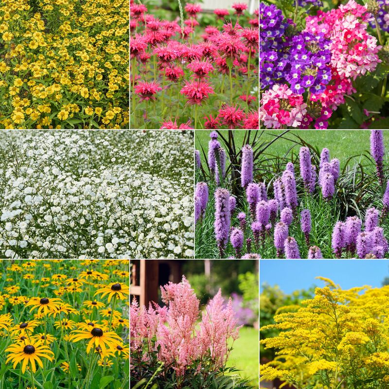 Collection de 15 plantes vivaces - 2 m² - Multicolore