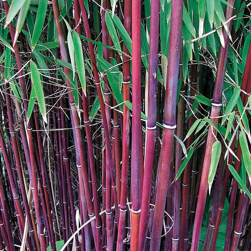 Collection de 2 bambous non-traçants - Vert