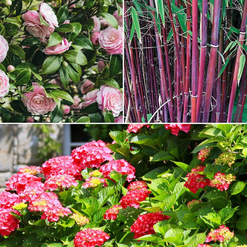 Collection de 3 arbustes d'ombre : hortensia, camélia, bambou - Multicolore