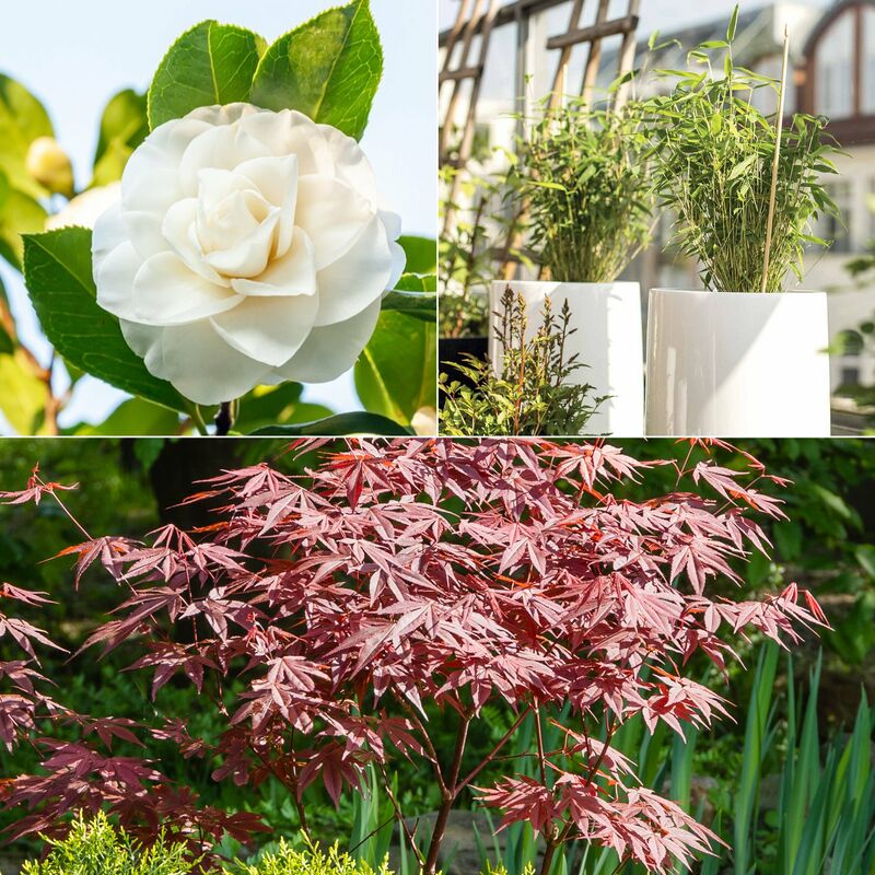 Collection de 3 arbustes pour terrasse et jardin japonais - Multicolore