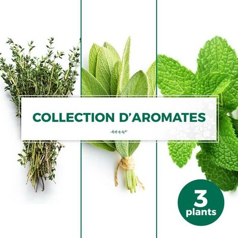 Collection de 3 aromates - Godet 9cm